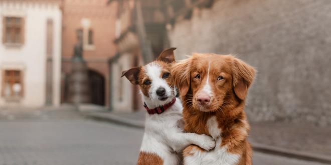 Happy dogs: a Jack Russell hugging a retriever